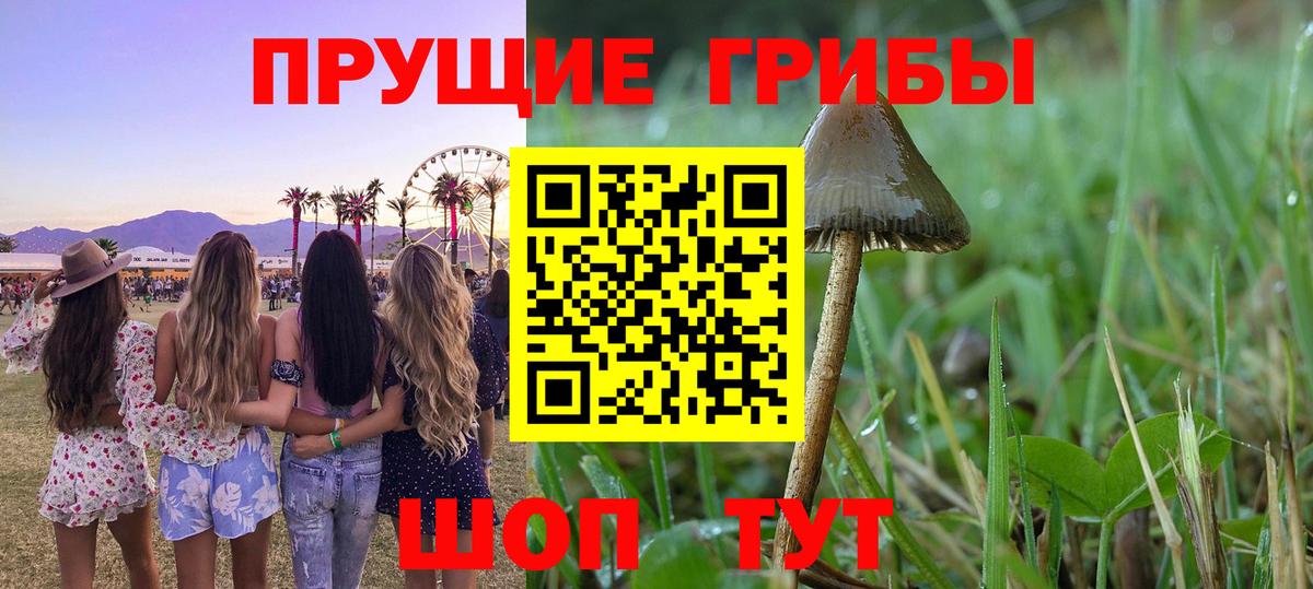 Сертолово  Галлюциногенные грибы Psilocybe  Псилоцибиновые грибы Psilocybine cubensis  Вход с VPN 